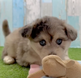 Mini Pomskydoodle Puppies For Sale